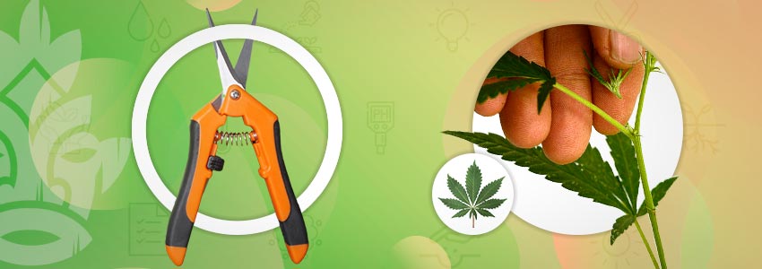 Cannabis Beschneiden Und Trainingstechniken